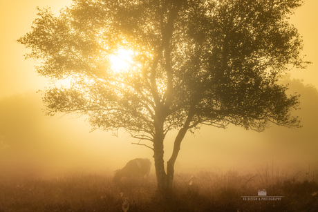 Koe onder een boom in mistige zonsopkomst