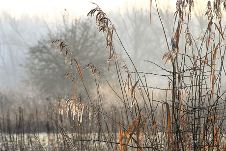 riet in de mist
