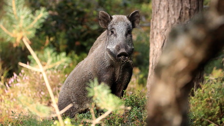 Even poolshoogte nemen