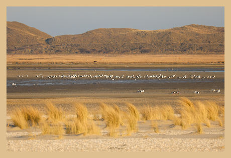 Texel