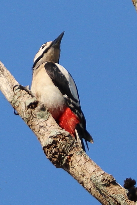 grote bonte specht (vrouw )