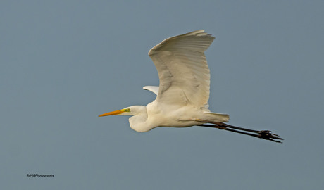 De grote zilverreiger.