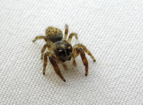 niet bewegen....zei ik tegen mijn vrouw 