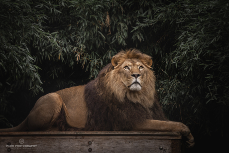 Leeuw Simba in Landgoed Hoenderdaell tussen de bladeren