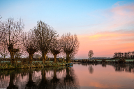 Wilgen bij zonsopgang 