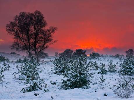 Winterse zonsondergang Elspeterheide