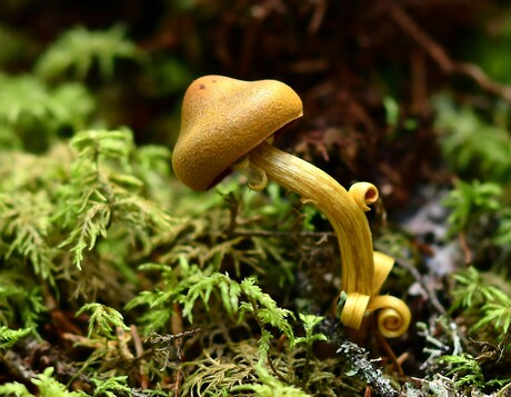 Naar de kapper geweest