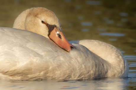 Dreamy Swan