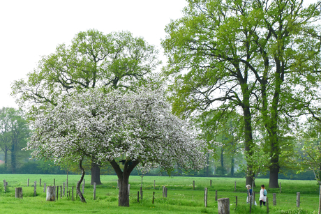Appelboom