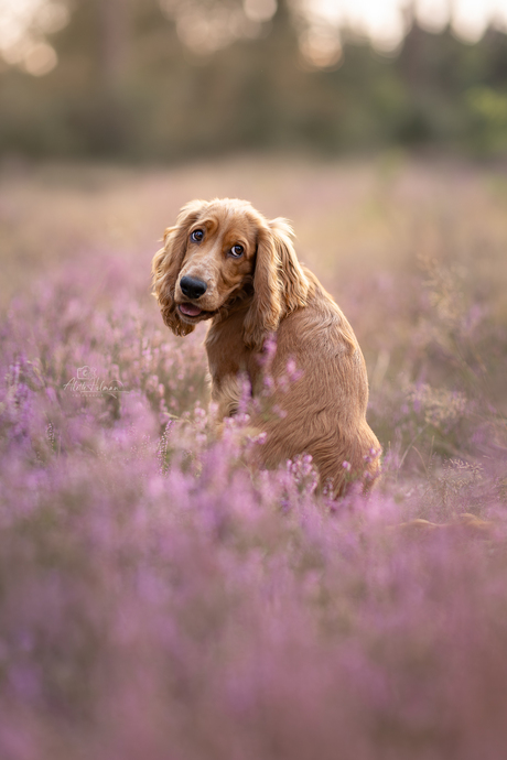 The Fluffy Puppy looks