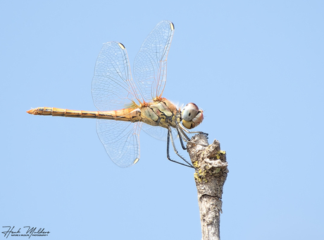 Zwervende heidelibel (Sympetrum fonscolombii)