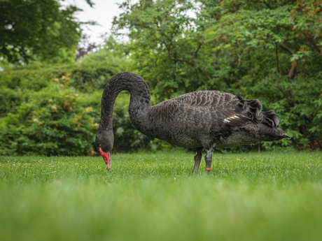 zwarte zwaan