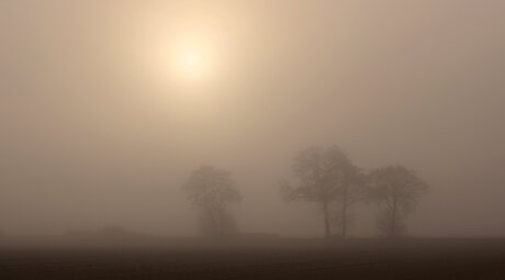 Brume et soleil du matin.