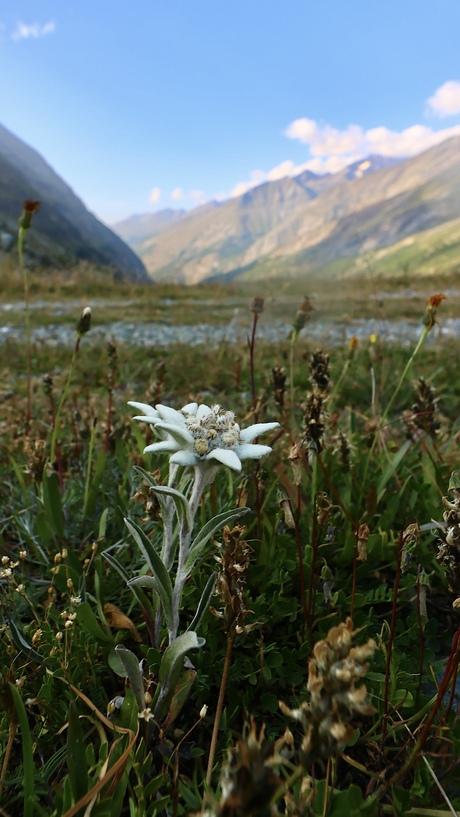 Edelweiss 