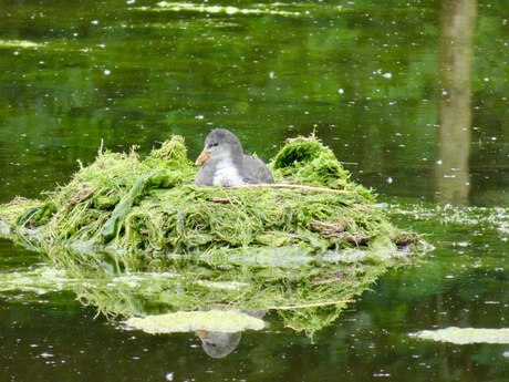 Baby Koet op nest