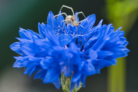 De spin die de korenbloem aan het bedekken is  