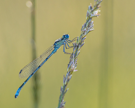 Libelle warmt zich op