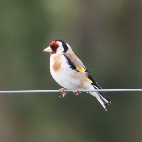 Putter / Goldfinch