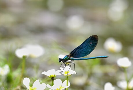 Sunny Damselfly