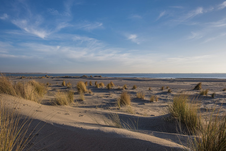 Maasvlakte