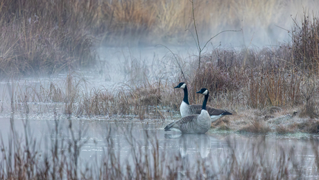 Ganzen in ochtendmist