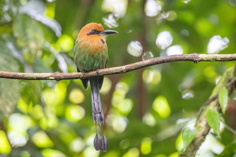 Breedsnavelmotmot