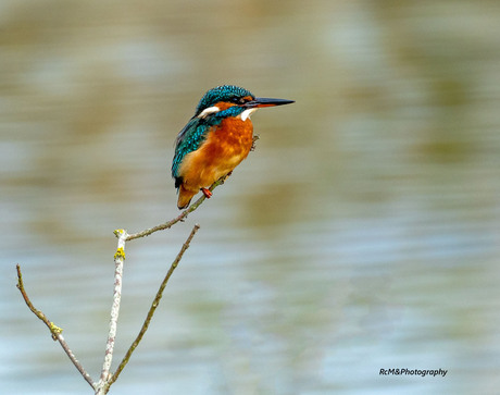 De IJsvogel.