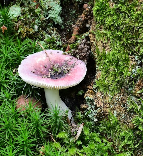 Russula sp.