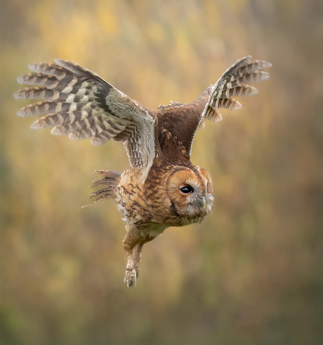Uil onderweg