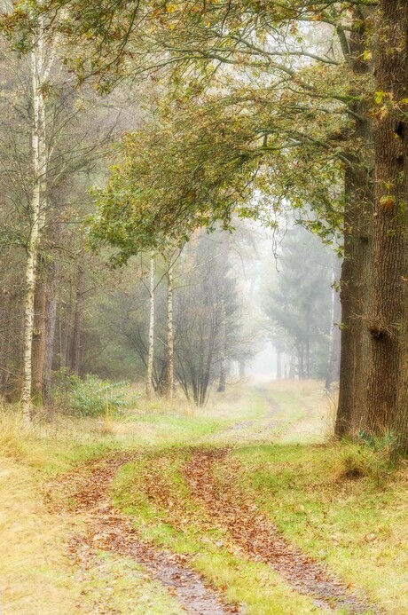 Mist in het bos