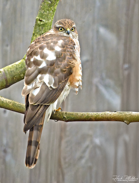 Sperwer (Accipiter nisus)