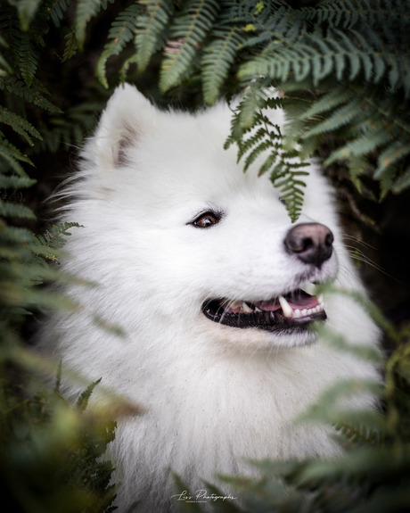 Samoyed in de varens