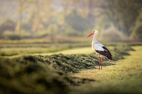 Ooievaar in het veld