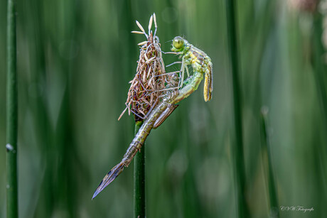 Libelle uit sluipend 