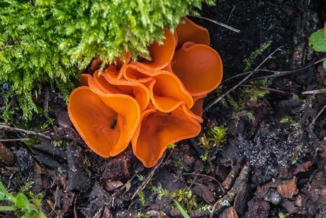 Grote oranje bekerzwam.