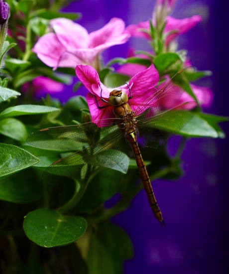 Beauty