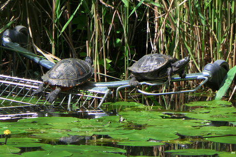 schildpadden met winkel wagen 