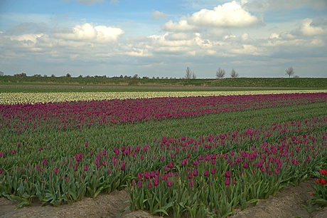 Tulpenvelden.