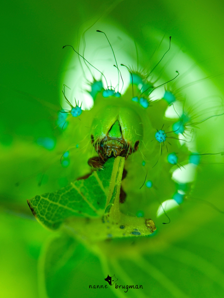 Rups van de Grote Nachtpauwoog