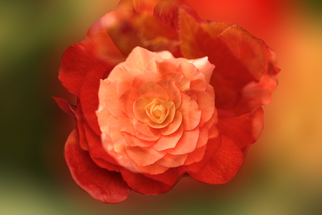 Bolbegonia