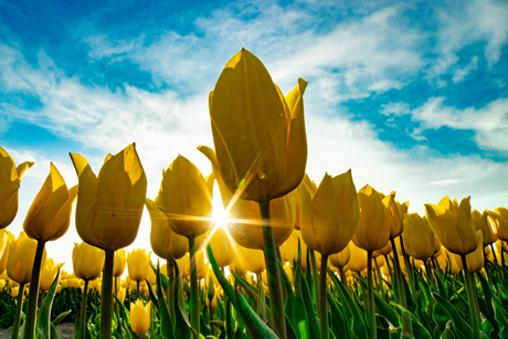 Tulpen