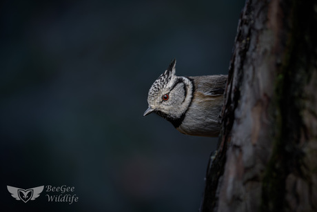 Creatures in the Dark