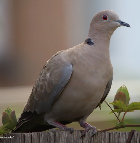 Tortelduif
