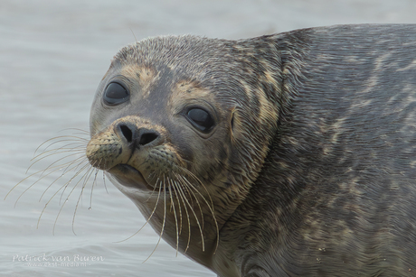 Vrijlating Zeehond