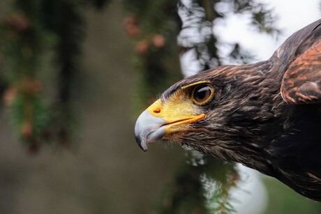 Buizerd 