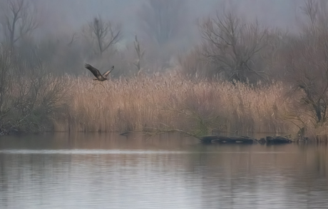 Zeearend bouwt nest