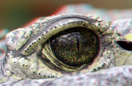 oog crocodil Blijdorp Zoo 3D anaglyph