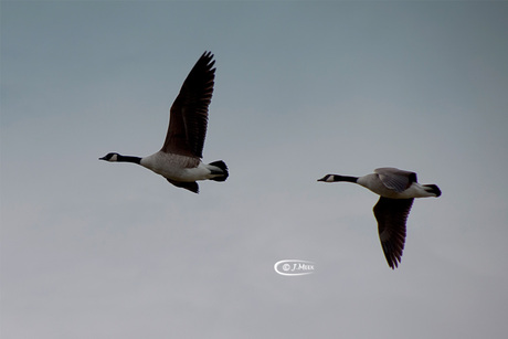 Canadese Gans