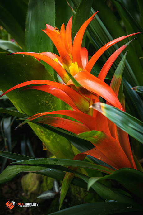 Kokerplant (Guzmania conifera)