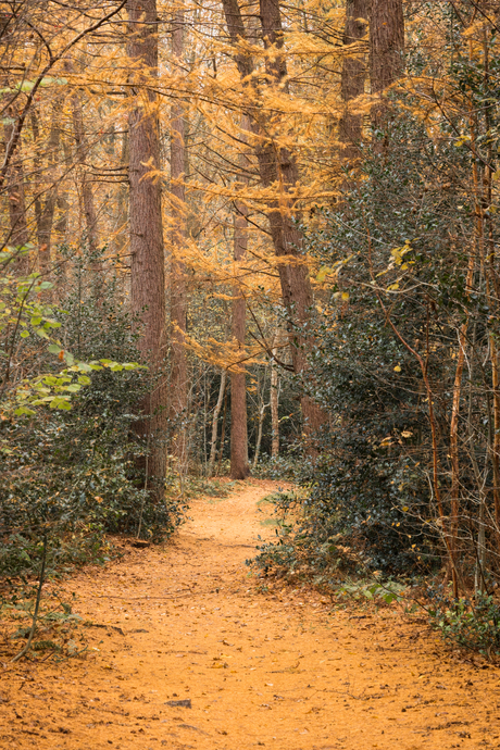 Gouden Larix